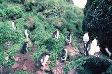 Jeunes Gorfous Sauteurs. Macquarie Island