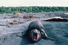 Éléphant de mer mâle Macquarie Island