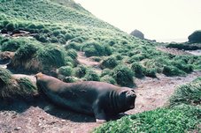 Éléphant de mer femelle Macquarie Island