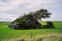 Vent en NZ