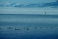 En 1982, il y avait encore des chiens en Antarctique. Depuis, il a été décidé de ne pas introduire d'espèce animale étrangère. Tous les chiens ont été ramenés. Scott Base 1981-1982
