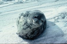 Phoque de Weddell sur la glace de mer. Ces phoques sont très nombreux sur la banquise antarctique. Scott Base 1981-1982