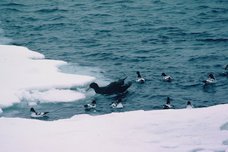 Pétrel Géant (Macronectes giganteus) et Damiers du Cap (Daption capense) dans les 60èmes. Un Pétrel Géant, (Macronectes giganteus)