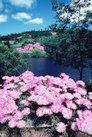 Tasmanie au printemps [fin novembre 1982 avant le départ vers Casey La Tasmanie au printemps