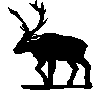 Caribou