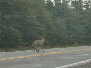 Coyote près de Benjies Lake