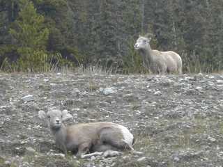 Mouflons de Dall (femelle et jeune)