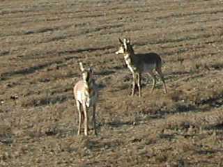 Pronghorns (antilocapres)