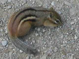 Tamia (chipmunk)