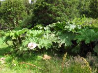 Nalca (Gunnera tinctoria) commune dans le Sud