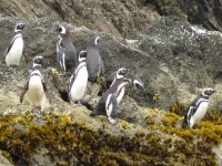 Manchots de Magellan près de Ancud