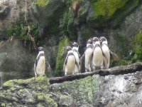 Manchots de Humboldt près de Ancud