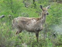 Huemul (femelle), animal emblématique du Chili