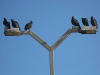 Urubus à tête rouge (Cathartes aura) et urubus noirs (Coragyps atratus) à Cobquecura.