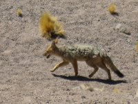 Zorro culpeo (Lycalopex culpaeus). On l'appelle aussi Renard de Magellan. Celui-ci se trouvait près de la Laguna Miñiques, à 4200 m d'altitude.