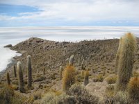 Isla Incahuasi aussi appelée Isla del Pescado. Remarquez les cactus.