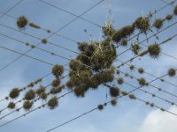Broméliacées sur les fils électriques à Samaipata Broméliacées sur les fils électriques à Samaipata