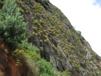 Broméliacées sur le chemin de El Fuerte à Samaipata Broméliacées sur le chemin de El Fuerte à Samaipata