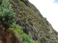 Broméliacées sur le chemin de El Fuerte à Samaipata