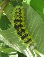 Grosse chenille vue à Samaipata