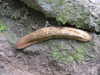 Grosse limace dans la zone du pré-parc Amboró