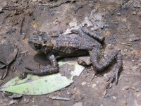 Grenouille dans la zone du pré-parc Amboró