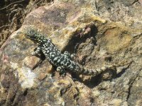 Petit lézard dans la région de Samaipata