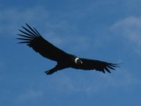 Condor dans la région de Samaipata Condor dans la région de Samaipata