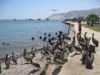 Pélicans et lions de mer à Iquique