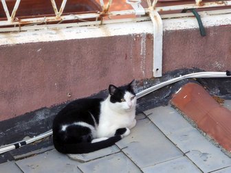 Les chats sont heureux sur les toits des Cinque Terre