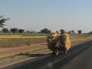 Transport de céréales en gerbes.