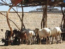 Moutons au marché de Dire Dawa. Ce sont des moutons à queue grasse, très prisés au Moyen-Orient.