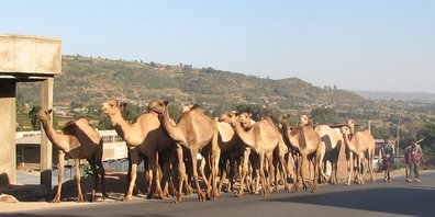 Groupe de dromadaires. Ils sont nombreux dans l'Est du pays, mais aussi dans la vallée du Rift.