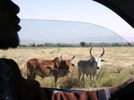 Cette race  de bovins à cornes en forme de lyre est très commune. (ici entre Ziway et Shashamene).