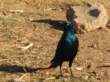 Choucador à oreillons bleus (Lamprotornis chalybaeus), oiseau commun en Afrique (ici à Harar)