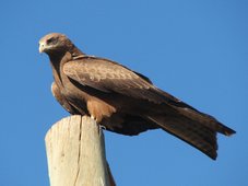 Rapace commun en Éthiopie (ici à Harar)