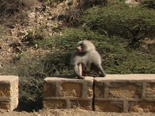 Babouin hamadryas (Papio hamadryas) près de Dire Dawa