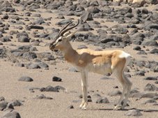 Gazelle vue depuis le train (près de Dawele)