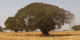 Un grand Ficus près de Shashamene. i s'agit de Ficus Sycomorus (ou peut-être de Ficus vasta).