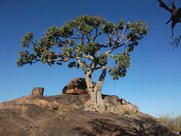 Arbre sur la colline de rocher au-dessus de Babile.