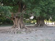 Remarquez que certaines racines descendent depuis les branches.