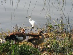 On voit trois espèces d'oiseaux sur la photo.