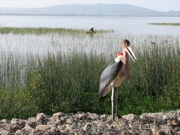 Un marabout d'Afrique (Leptoptilos crumenifer) devant le Lac Awasa. On voit aussi un pêcheur sur un bateau de roseaux.