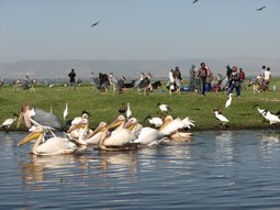 Partie Nord du Lac Awasa, près du village de pêcheurs.