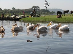 Les oiseaux sont nombreux là où les pêcheurs trient le poisson.