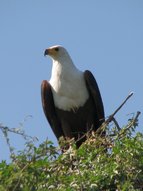 Aigle pêcheur africain ou Pygargue vocifer (Haliaeetus vocifer).