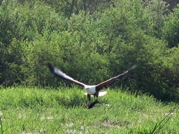 Aigle pêcheur africain. Il vient d'attraper un poisson.