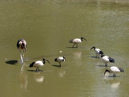 Marabout et ibis sacrés dans une mare en marge du Lac Awasa.