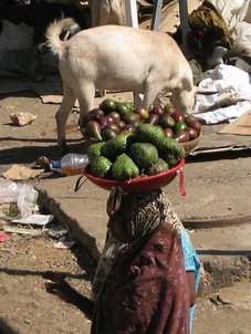 J'ai aussi mangé des fruits, par exemple ces avocats et ces corossols (Harar).