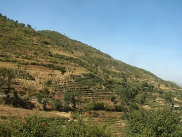 Plantations de qat dans l'Est de l'Éthiopie (entre Awash et Harar).